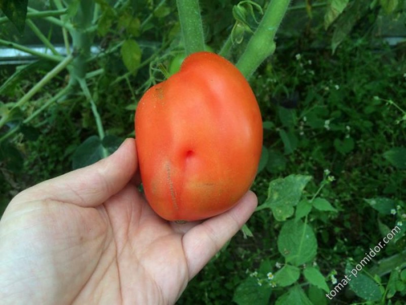 Плод томата сорта Сибирская тройка