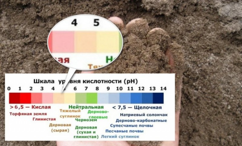 Почва для выращивания черники