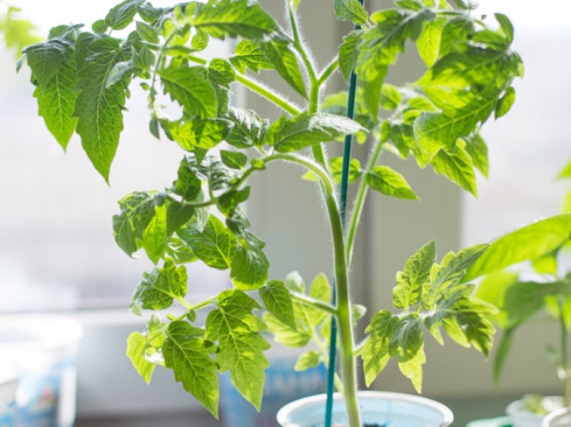 Рассада сорта Сибирская тройка