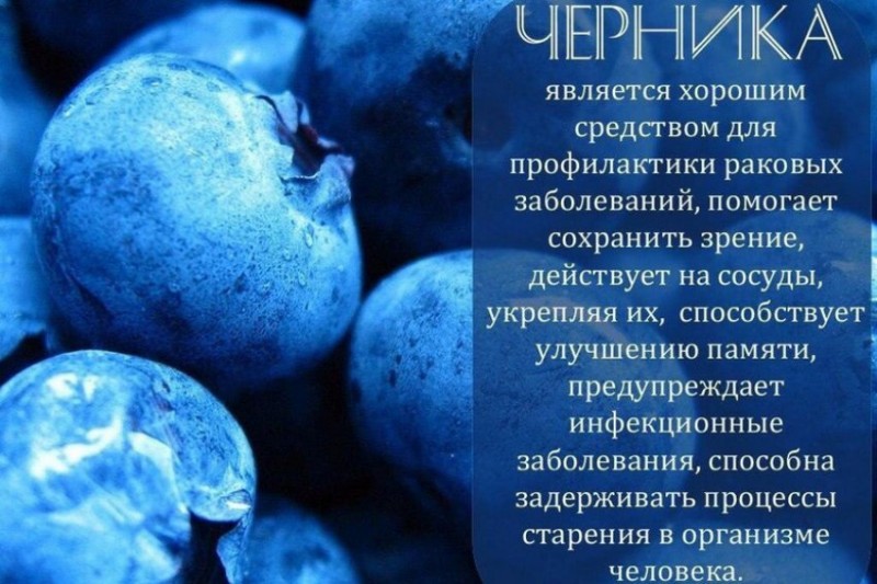 Польза черники