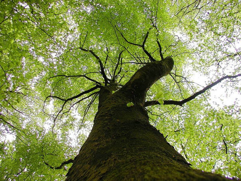 Проводник между мирами – ясень, фото дерева и листьев