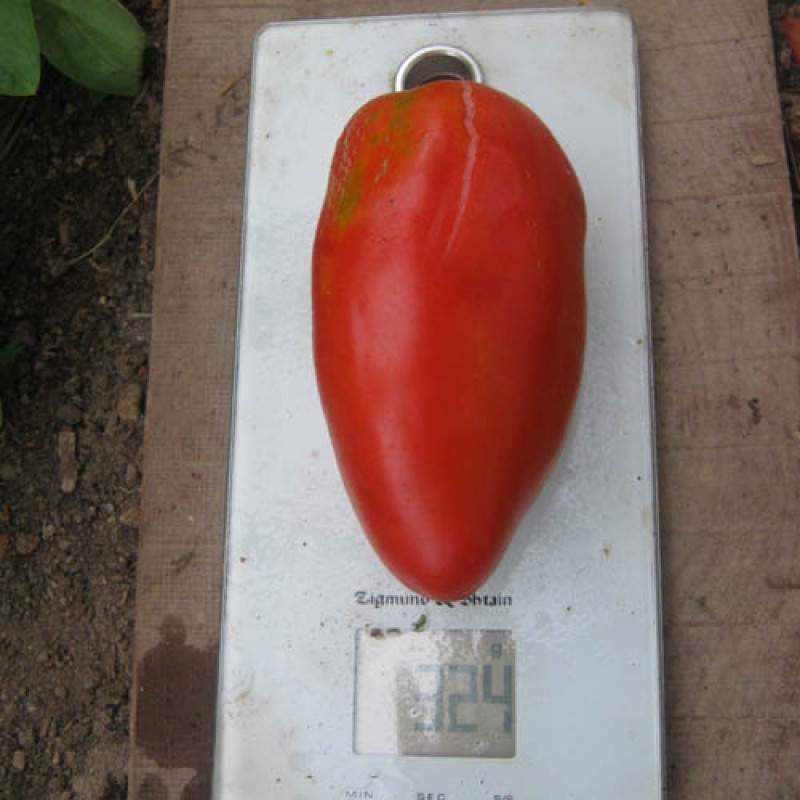 Перцевидный плод