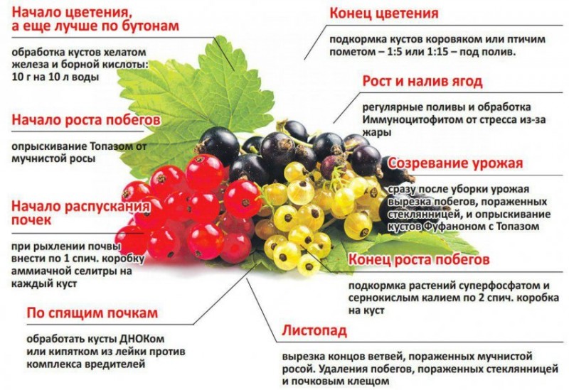 Схема внесения подкормок под смородину