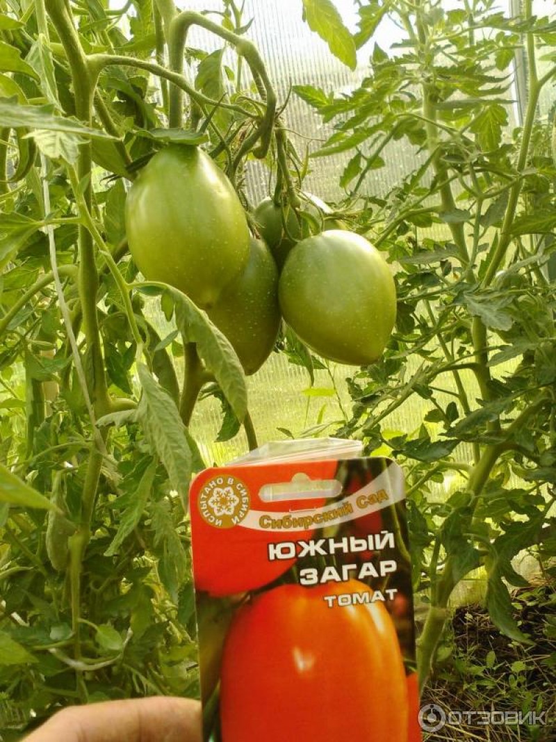 Сравнение двух сортов