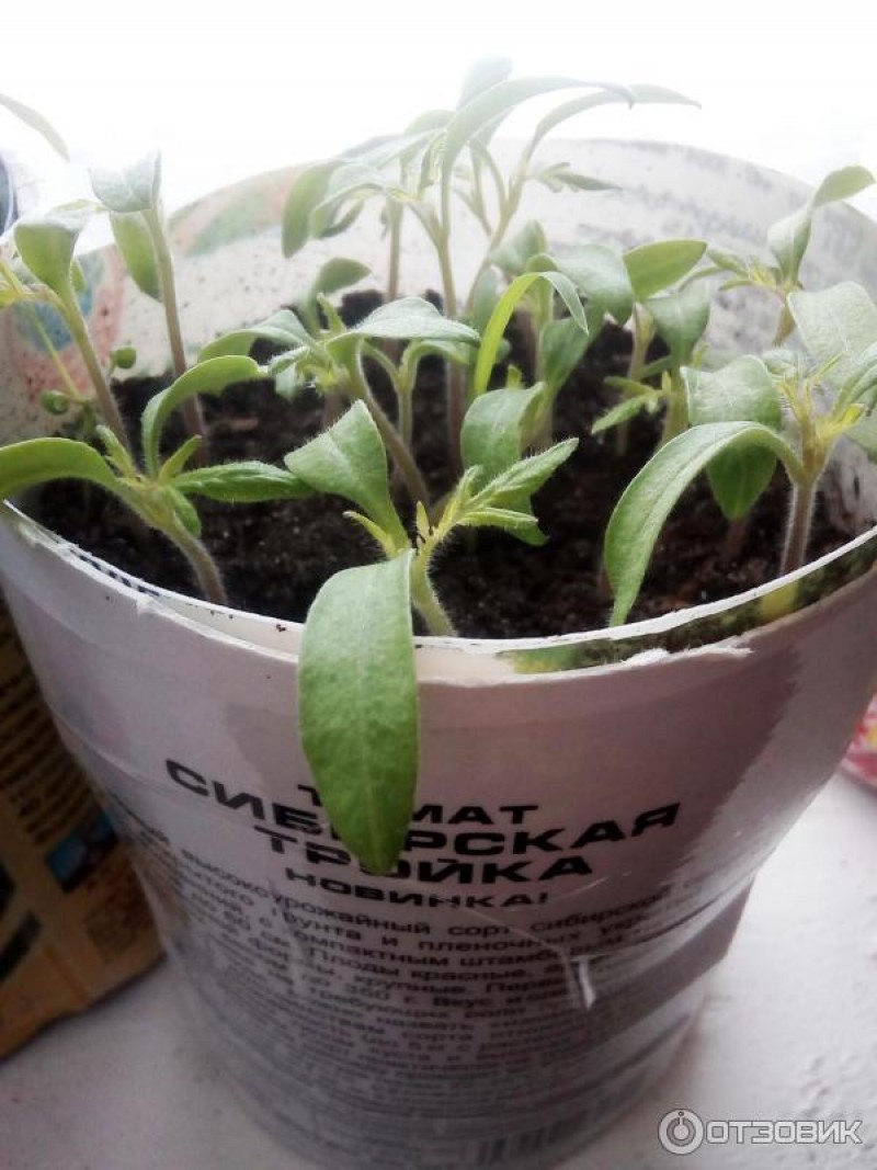 Прорастающие семена