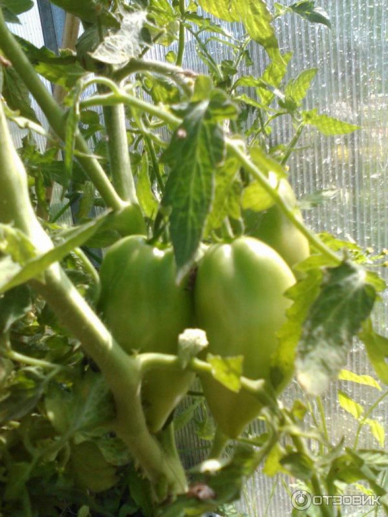 Томаты Сибирская тройка