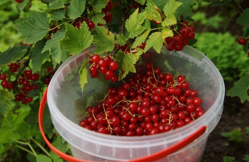 Уборка красной смородины