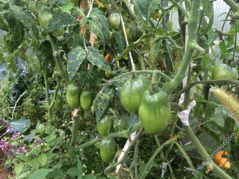 Кусты сорта Сибирской тройки