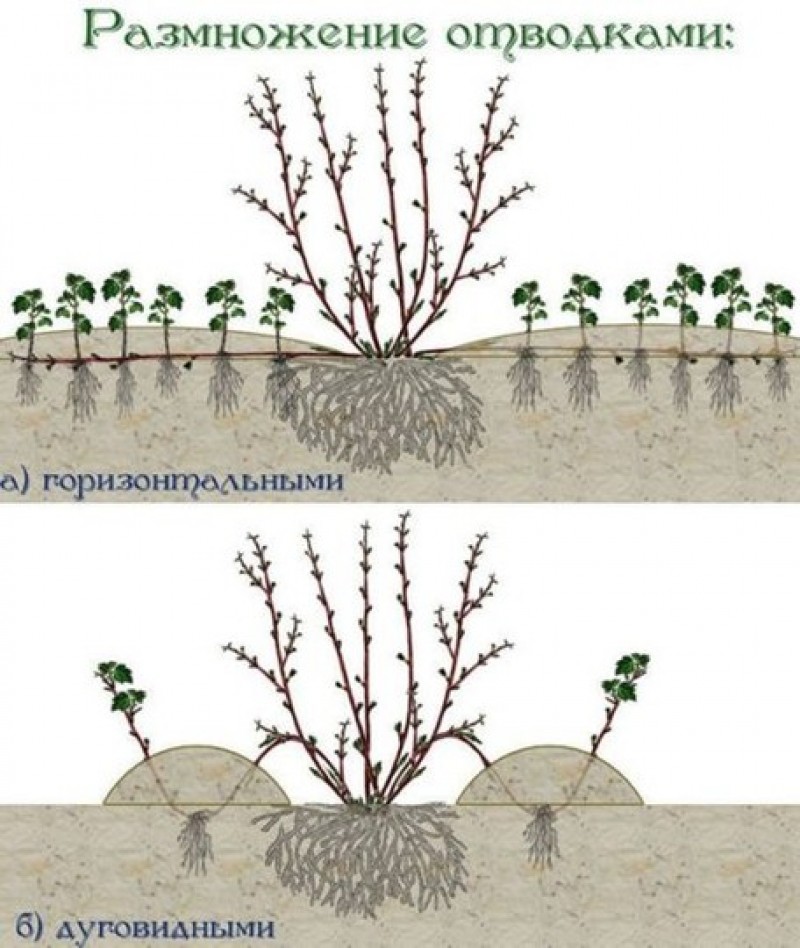 размножение отводками