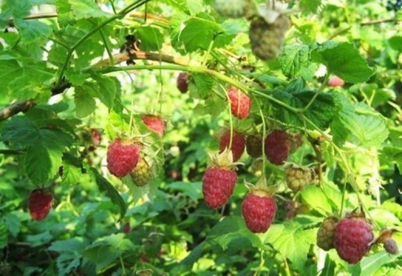 выращиваем малину фото