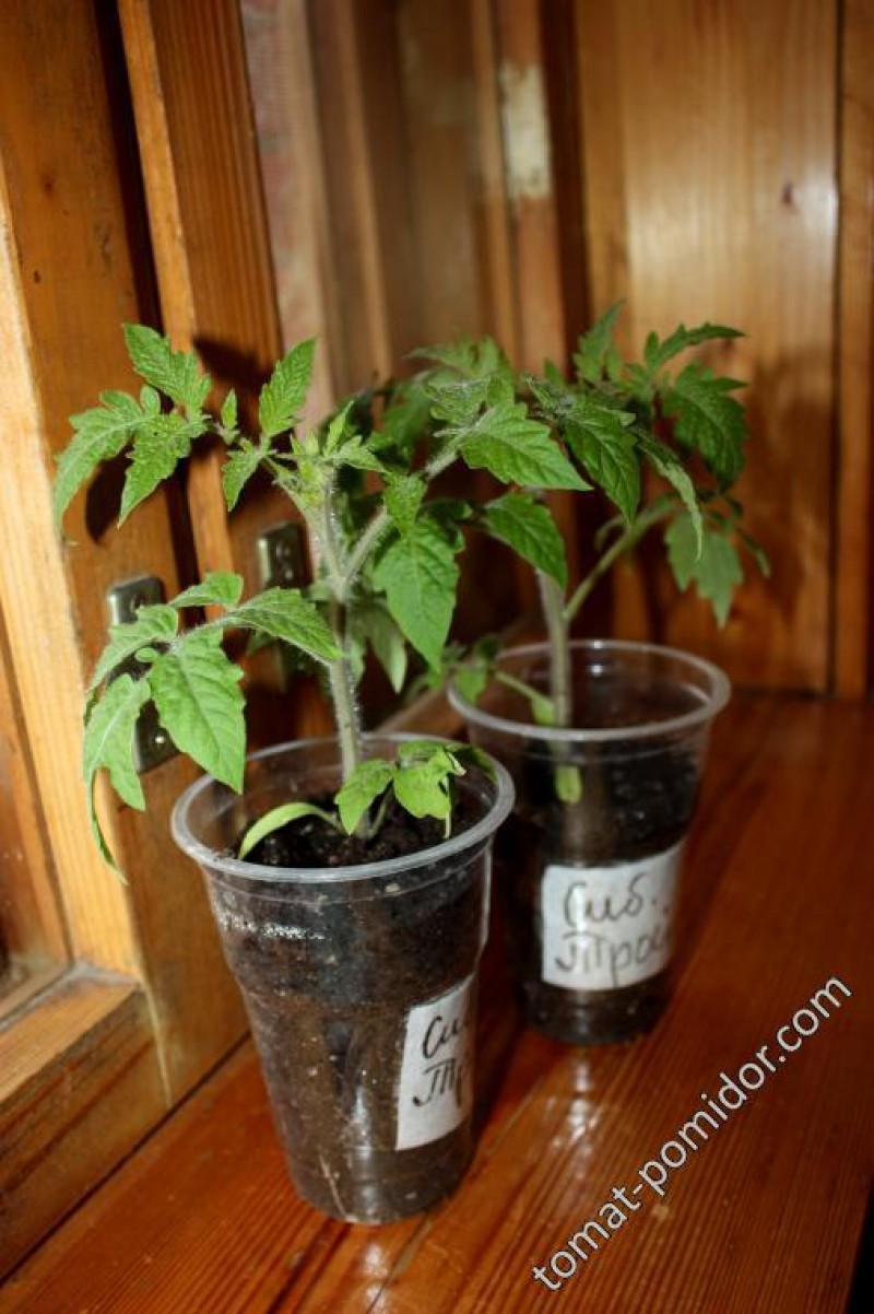 Рассада томата Сибирская тройка