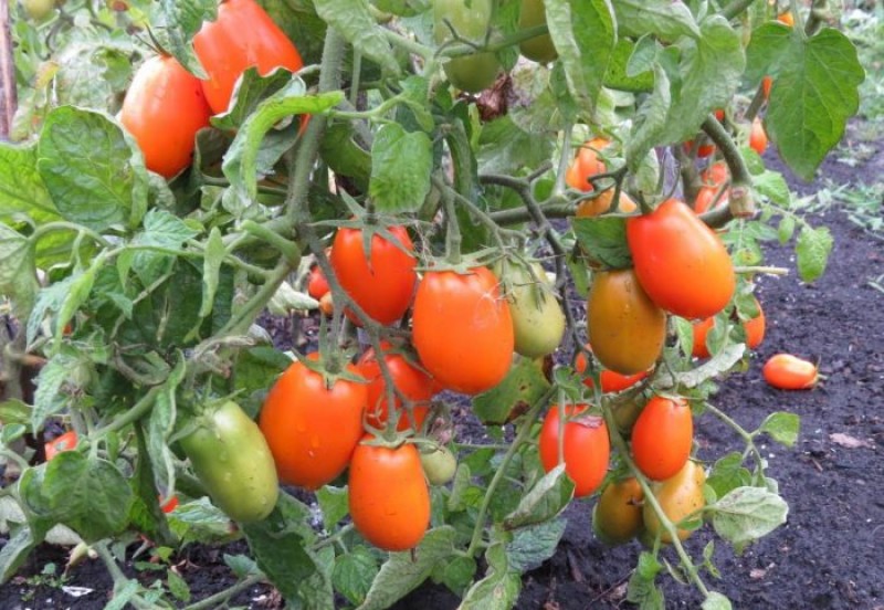 Томат Сибирская тройка