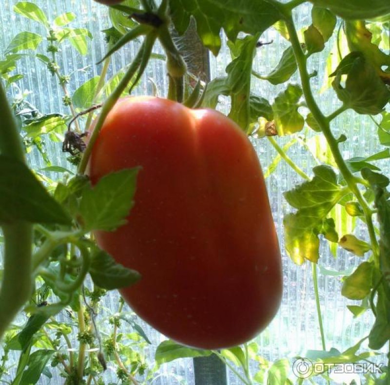 Плод созревший 