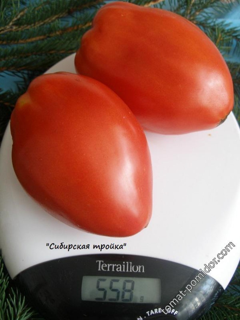 Взвешивание плодов