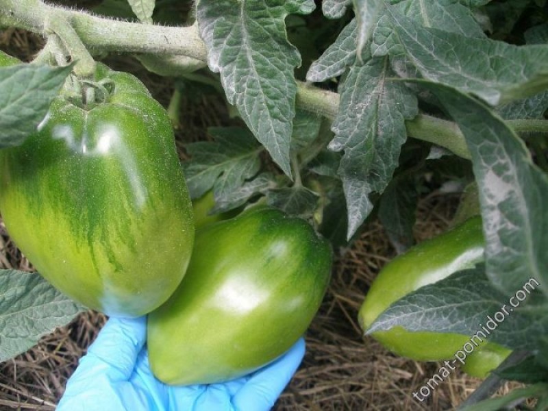 Зеленые плоды сорта Сибирская тройка