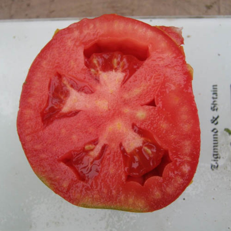 Плод в разрезе