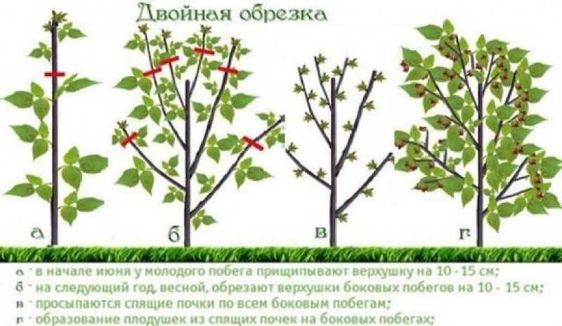 правильная обрезка малины