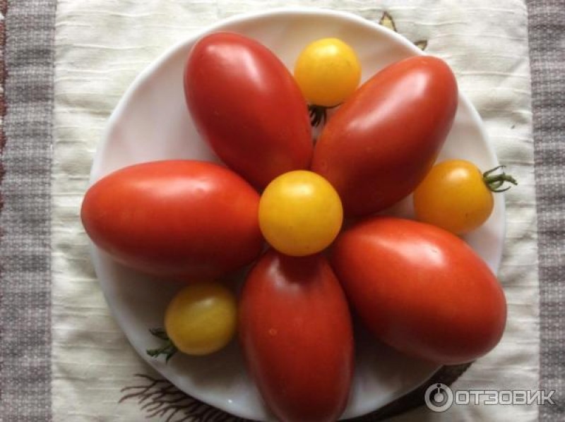 Томаты Сибирская тройка и желтые черри 