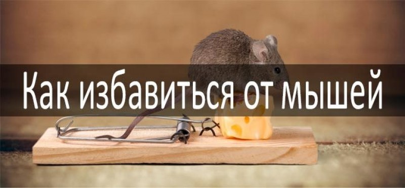 Мыши в перекрытиях что делать