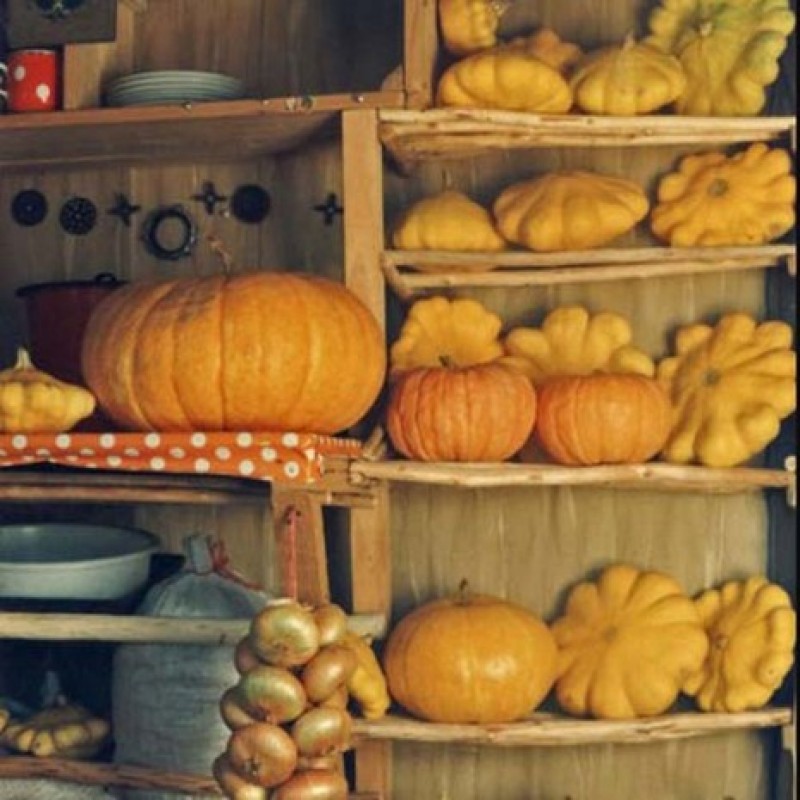 Помещение для хранения тыквы. Тыква в погребе. Тыква. Где хранить тыкву зимой в частном доме. Хранилище для тыквы.