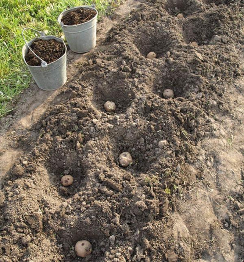 Глубина лунки для посадки картофеля. Способы посадки картофеля. Посадка картофеля вручную. Посадка картофеля. Приспособление для сажания картошки.