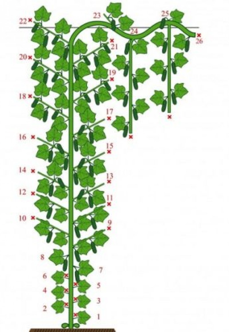 Формирование огурцов в открытом грунте схема куста
