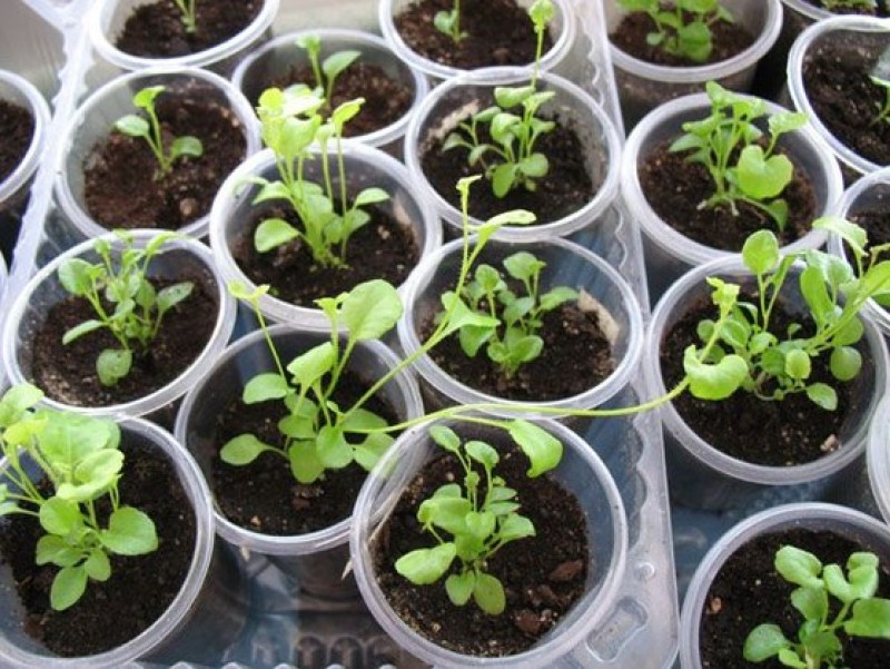 Петуния пикировка рассады. Лобелия рассада. Лобелия рассада. Лобелия пикировка рассады. Как пересадить лобелию рассаду в стаканчики.