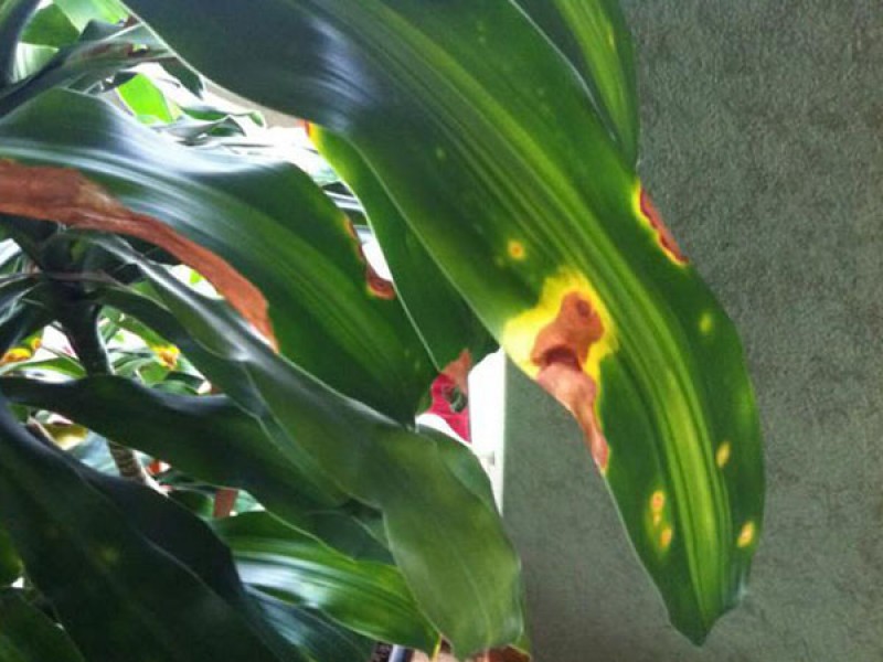 Септориоз драцена. Альтернариоз драцены. Антракноз сансевиерии. Драцена желтые пятна на листьях. Драцена желтые пятна на листьях.