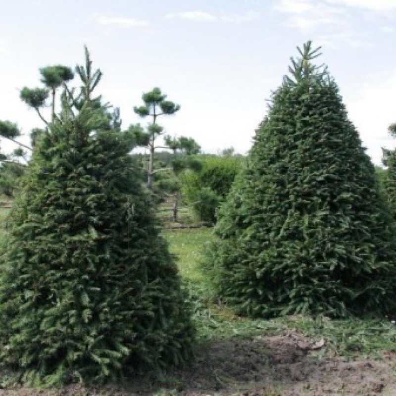 стрижка ели обыкновенной осенью. формирование кроны елки. можно ли стричь ели. подстрижка елки. ель стриженная.