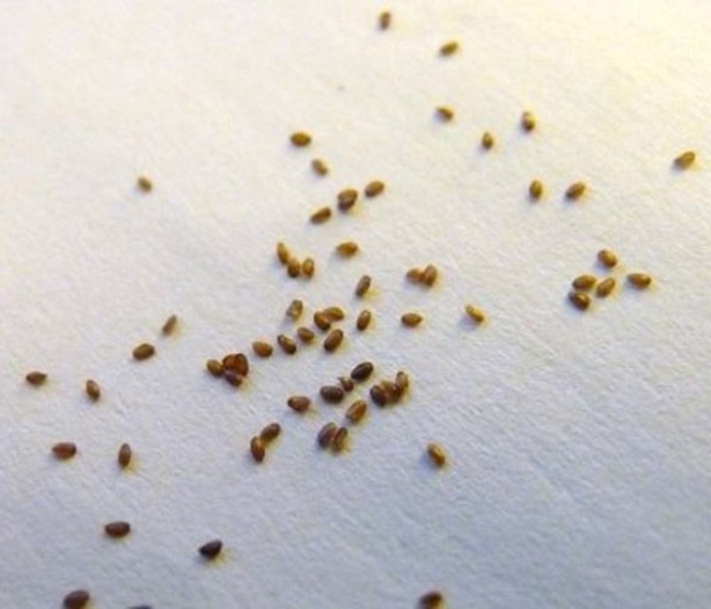 семена эустомы. сбор семян эустомы. как выглядят семена эустомы. семена эустомы. семена эустомы без оболочки.