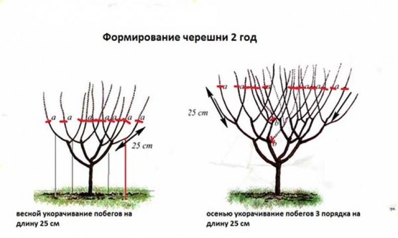 Формирование молодой. Схема обрезки черешни летом. Схема обрезки черешни весной. Правильная обрезка черешни осенью схема. Формировка кроны черешни испанский куст.