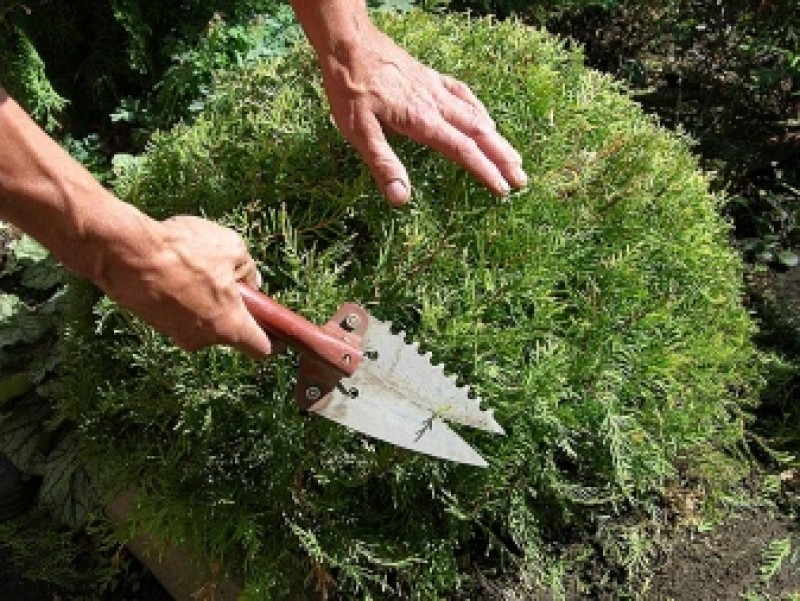 Туя западная голден вудварди. Туя брабант ниваки. Стрижка туи смарагд. Туя западная ниваки. Топиарная стрижка туи брабант.