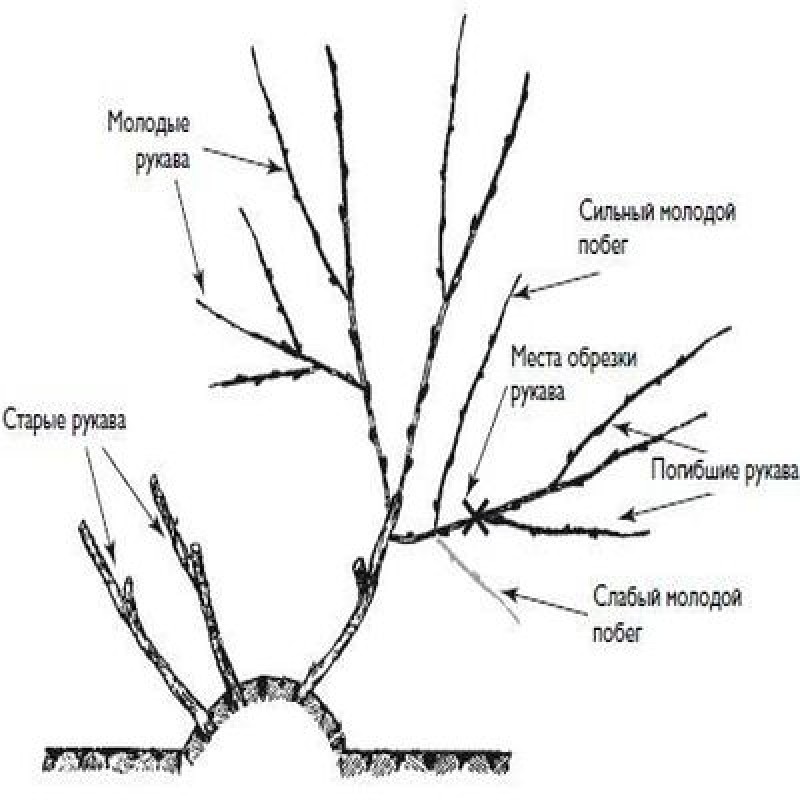 Обрезка жимолости весной схема