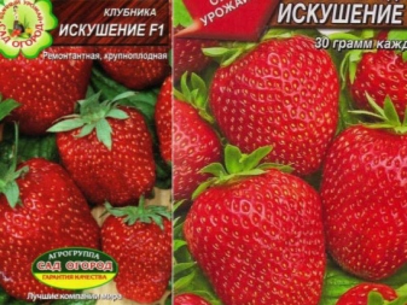 Ампельная клубника искушение. Клубника искушение описание сорта отзывы. Клубника остара. Искушение ф1 земляника. Клубника искушение f1.