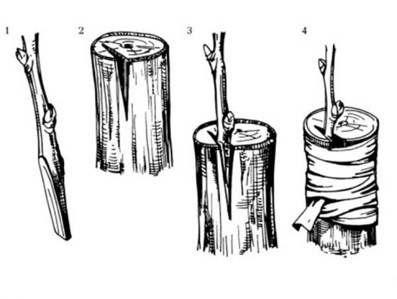 Прививка яблони весной в расщеп пошагово. Прививка яблони весной в расщеп пошагово. Прививка яблони весной в расщеп. Подвои окулировка яблони. Прививка дерева в расщеп.