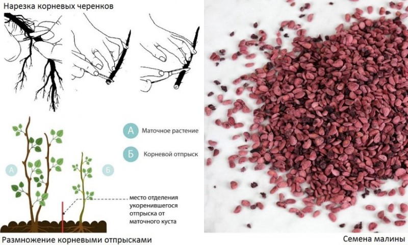 Как выглядят семена малины