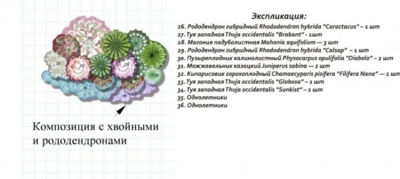Посадка рододендронов группами