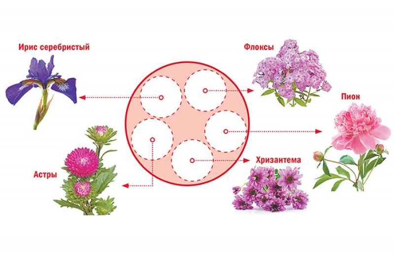 Цветочная клумба на даче из многолетников для начинающих схемы с подробным