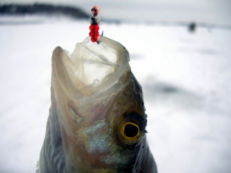 Рыбалка мормышка окунь. Мормышки для зимней рыбалки. Мормышки на окуня для зимней рыбалки. Рыбалка на окуня на мормышку. Рыбалка зимой на окуня на мормышку.