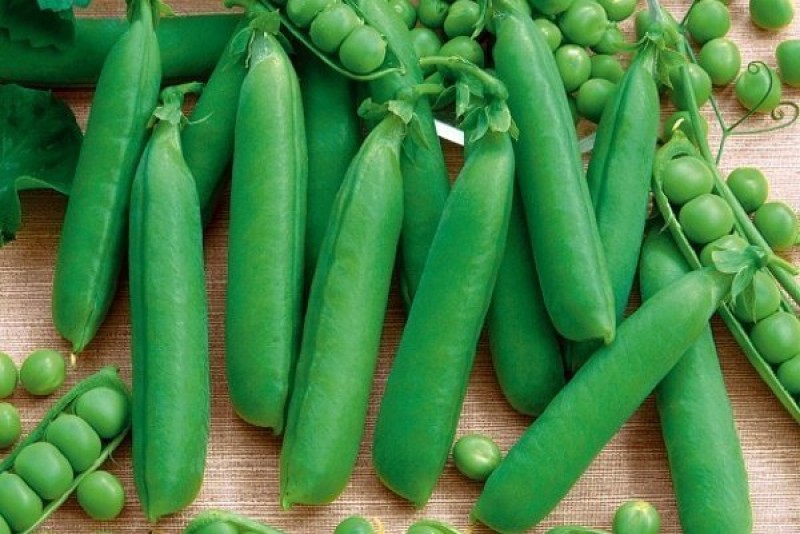 Горох сахарный алтайский изумруд. Горох сорт саламанка. Семена горох фаворит. Горох "хавский жемчуг". Лущильный сорт гороха.