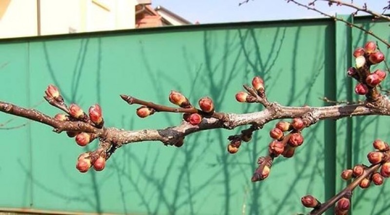 Выдвижение бутонов. Плодовые почки на черешне. Дерево абрикос почки. Цветочные почки абрикоса. Цветковые почки абрикос.