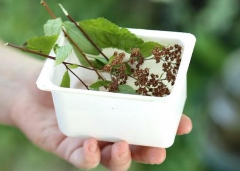 Спирея японская размножение. Спирея укоренение черенков. Спирея как размножить черенками летом. Черенки спиреи японской. Спирея как размножить черенками летом.