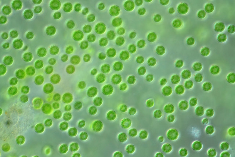 сульфитредуцирующие клостридии в питьевой воде. цисты лямблий в микроскопе. Spore уиллозавр этап рыба. споры в воде. плесень аспергиллус.