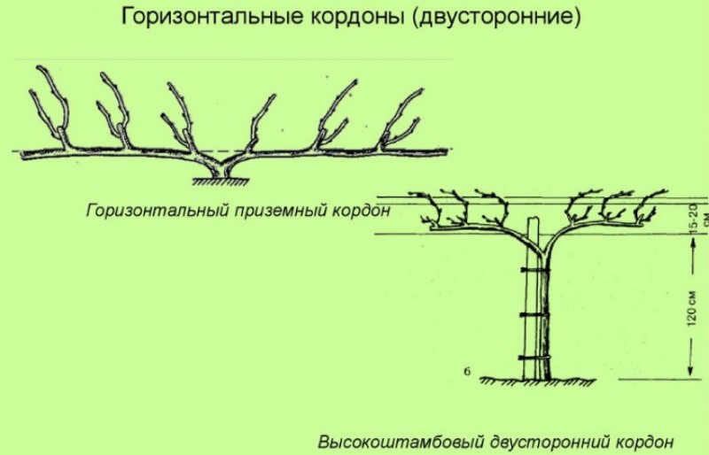 Горизонтальные кордоны