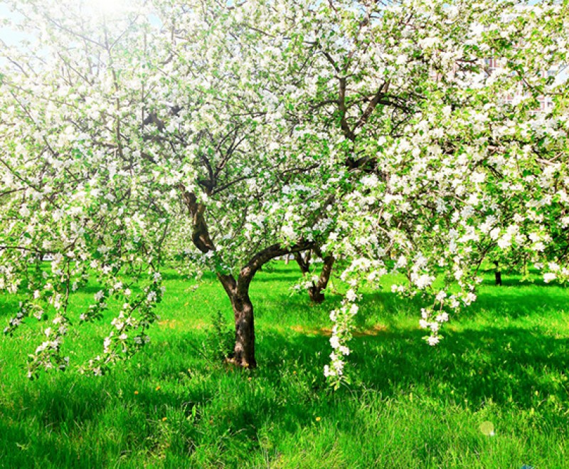 Как правильно обрезать яблоню: инструкция для начинающих в картинках