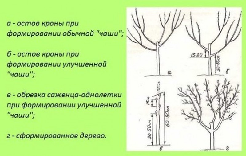 Как обрезать черешню весной схема