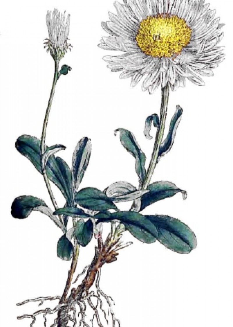 Морфология астры китайской. Строение цветка маргаритка. Астра строение цветков в соцветии. Семейство сложноцветные соцветие астра. Внешнее строение астры.