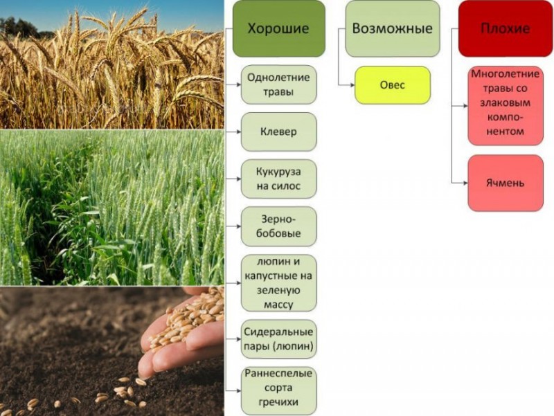 Схема севооборота яровой пшеницы