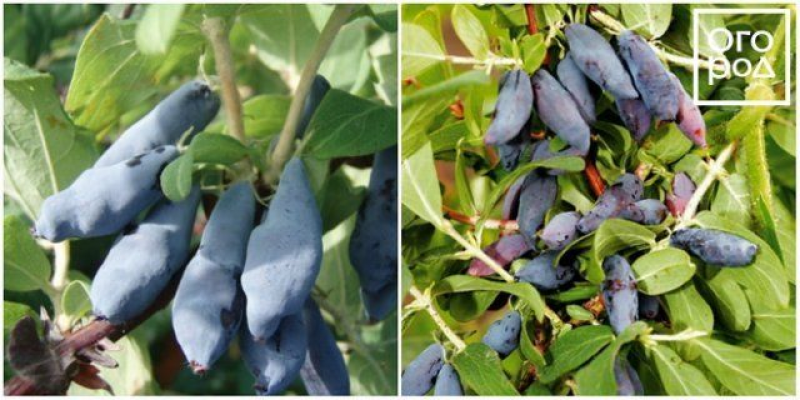 Жимолость съедобная ягода. Жимолость куст. Жимолость съедобная избранница. Жимолость барышня. Жимолость морена куст.