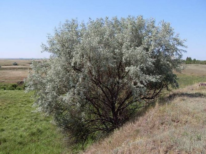 Джигита дерево в казахстане фото